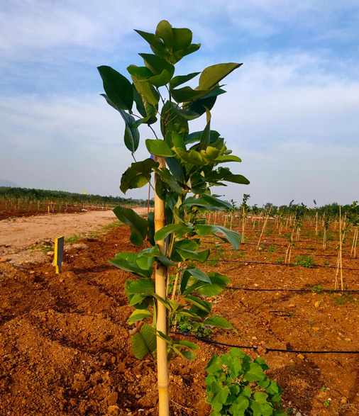 about-mayookha-farms-projects